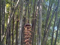-云溪植物园