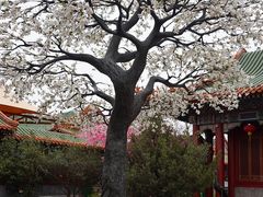 -珠海圆明新园