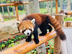-北京野生动物园