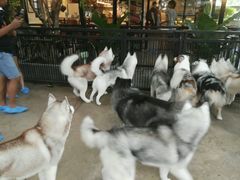 -TrueLove @ Neverland (Husky Cafe)