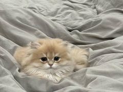 -猫十亿·布偶金渐层·曼基康矮脚猫舍(青年路店)