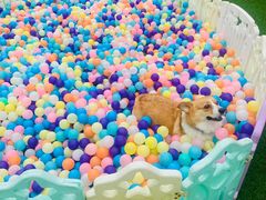 -汪说喵讲宠物乐园宠物酒店(红星美凯龙店)