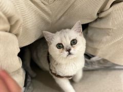 -共舞时光猫咖·狗咖(新街口店)