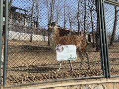 -大连森林动物园