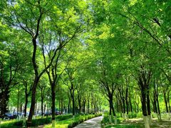 -大兴滨河森林公园