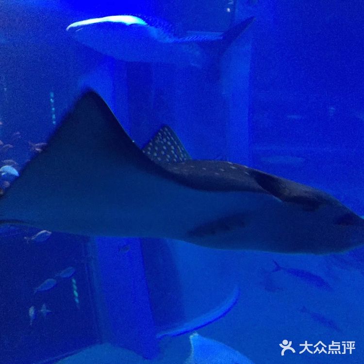 大阪海游馆不可错过
