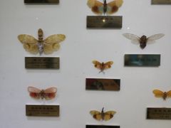 -上海昆虫博物馆