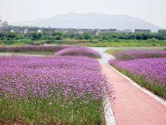 -西京湾花海