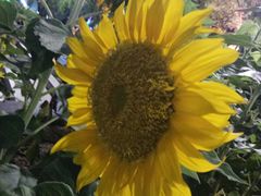 -汉口江滩-江滩观星台