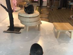 -浣熊柯尔鸭土拨鼠·电玩咖