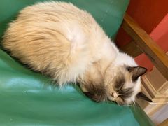 -猫色咖啡·猫咖