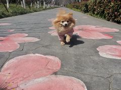 -高东镇樱花园