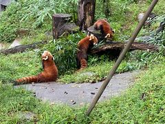 -都江堰中华大熊猫苑
