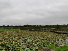 -上海海湾国家森林公园