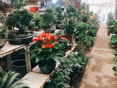 -金陵花卉交易市场