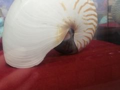 -贝壳王国博物馆