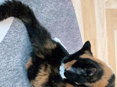 -米宠家·撸猫猫咖小萌宠·猫咪洗澡·猫咪寄养(高新大都荟店)