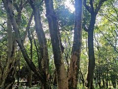 -杭州植物园