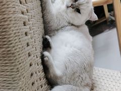 -喵屿·大理花园猫咖