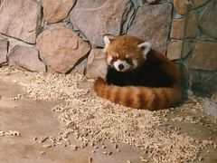 -绿色星球动物主题公园