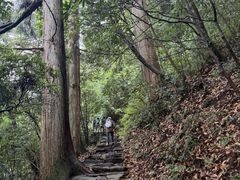 -天目山大树王景区