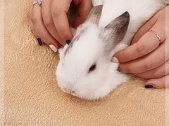 -猫猫幼稚园·撸猫·桌游·电玩