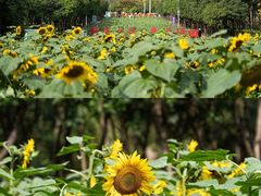 -光明小镇欢乐田园