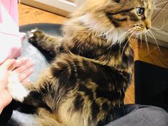 -猫小院猫主题餐厅(三里屯店)