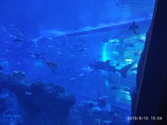 -成都浩海立方海洋公园