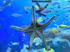 -海合安成都极地海洋公园