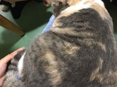 -藦茜花园宠物主题亲子互动体验馆(国顺东路店)
