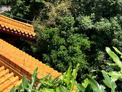 -深圳仙湖植物园
