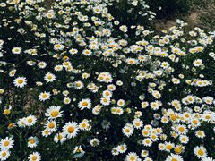 -汉长安城未央宫国家考古遗址公园