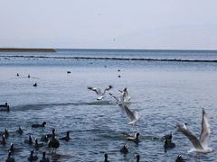-怡得观滇餐厅·地道昆明菜·1996(海埂大坝店)