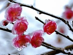 -贵州省植物园
