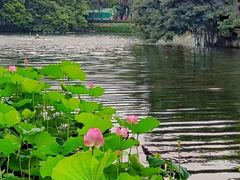 -荔湾湖公园