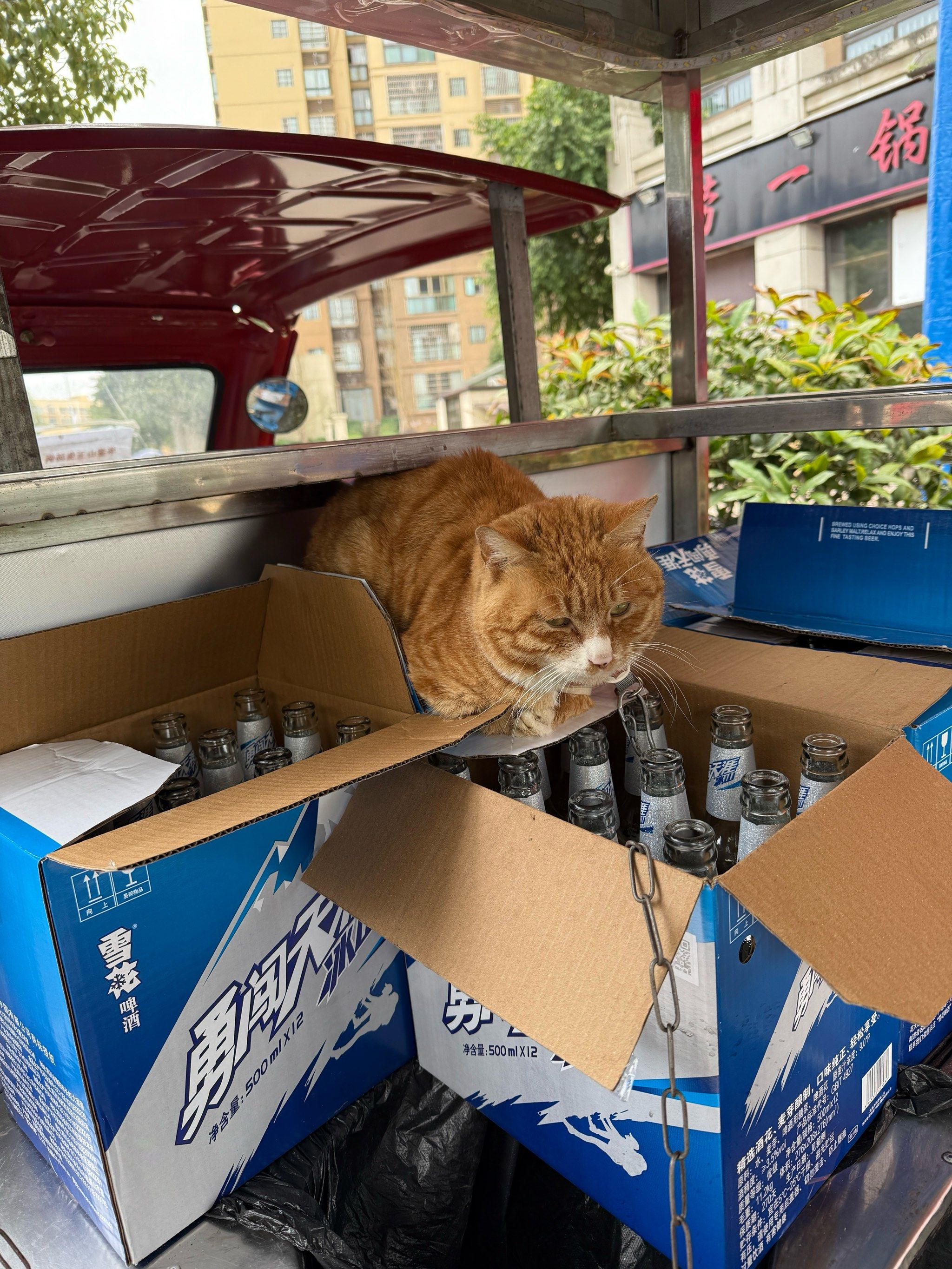 啤酒加猫咪～搞笑时光