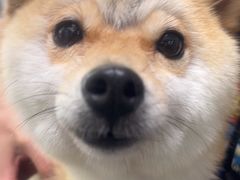 -暖阳宠物医院·犬猫康复中心·骨科