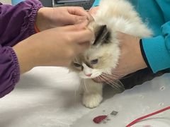 -中农国际动物医院24小时·猫科·骨科·急重症中心