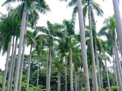 -中国科学院西双版纳热带植物园
