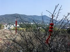 -香雪海