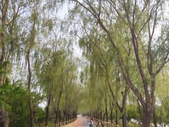 -大兴滨河森林公园