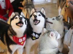 -Husky Go! 哈士奇体验馆·宠物咖啡厅狗咖
