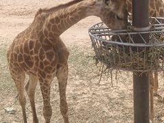 -鄂尔多斯野生动物园