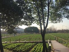 -田园东方蜜桃村的田野营地