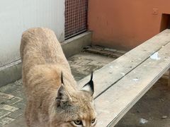 -青藏高原野生动物园