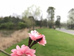 -东湖落雁景区