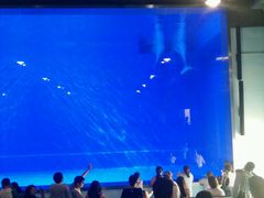 -芜湖新华联大白鲸海洋公园