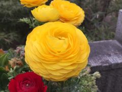 -大宁郁金香公园-停车场