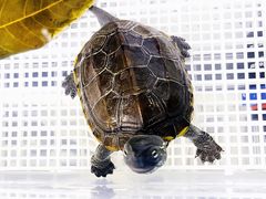 -爱侣宠医·鹦鹉专科·小型哺乳类·异宠专科(灵石路店)